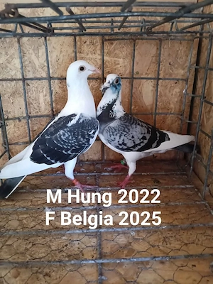 Perechi voiajor sport din matcă 