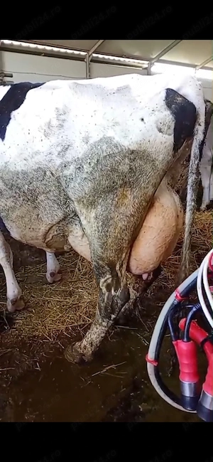 Vând vaca Holstein,la a 2 a fătare  - imagine 4
