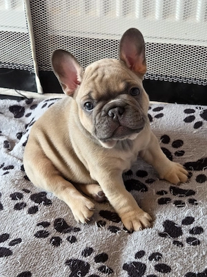 Catel bulldog francez  - imagine 3