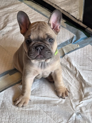 Catel bulldog francez 
