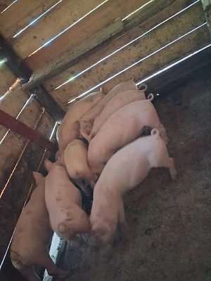 vand șoldani! 