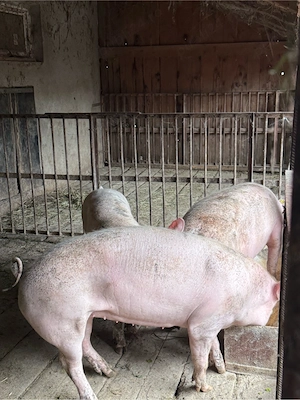 porci 70-90kg - imagine 2
