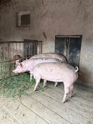 porci 70-90kg - imagine 3