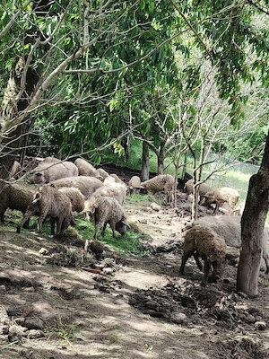vând porci mangalița 