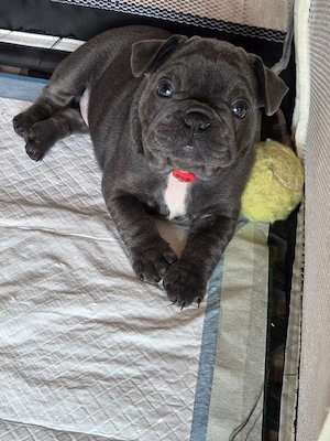 Fetiță bulldog francez 