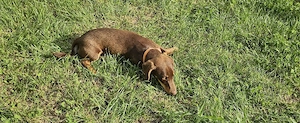Dachsund(tekel)  - imagine 3