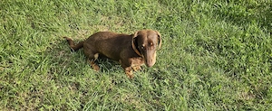 Dachsund(tekel) 