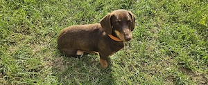 Dachsund(tekel)  - imagine 4