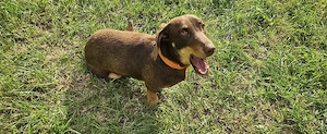 Dachsund(tekel)  - imagine 2