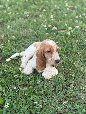 Cocker Spaniel Englez - imagine 2