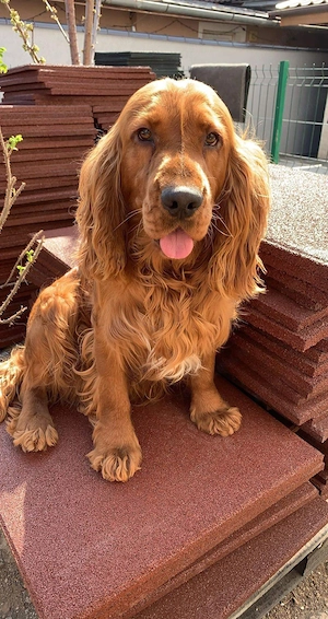 Cocker Spaniel Englez - imagine 4