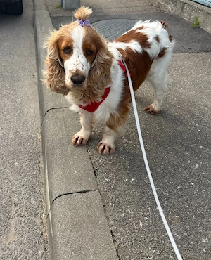 Cocker Spaniel Englez - imagine 3