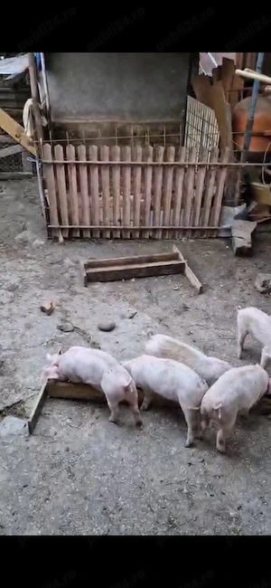 Purcei duroc cu pick 