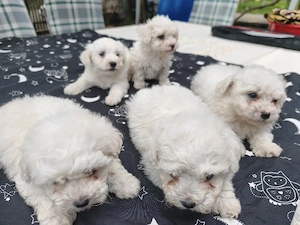 vând caței bichon  - imagine 2