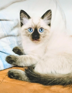 Pisoi Ragdoll 