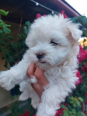 Pui bichon maltez - imagine 3