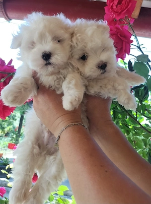 Pui bichon maltez - imagine 2