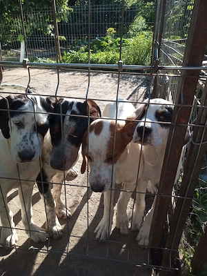 4 fetite english setter - imagine 3