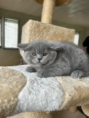 Pui British shorthair - imagine 2