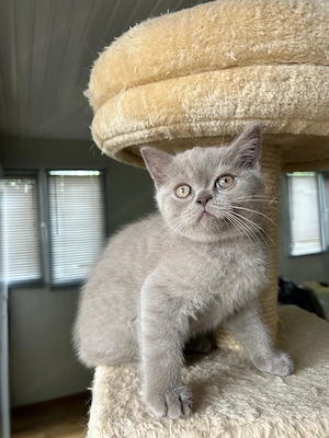 Pui British shorthair - imagine 4