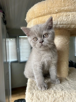 Pui British shorthair - imagine 3