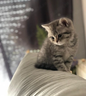 Silver Tabby  - imagine 2