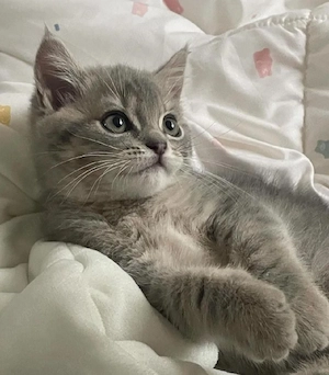 Silver Tabby  - imagine 3