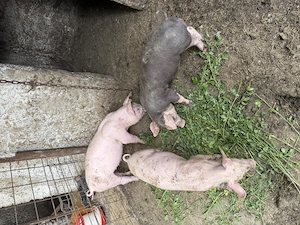 Vând purcei 7 săptămâni