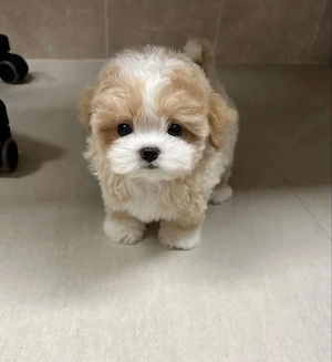 maltipoo poodle mini toy 