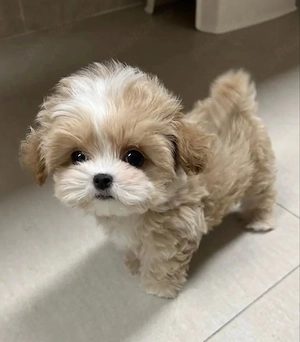maltipoo poodle mini toy  - imagine 2