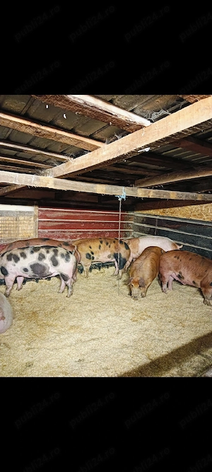 Vand porci de carne  - imagine 2