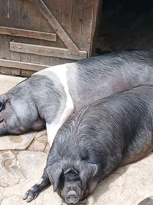 scroafa ptr sacrificat