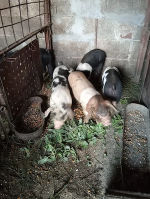 Purcei de vanzare