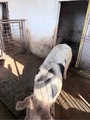 porci pentru sacrificat  - imagine 4
