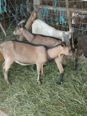 Vând iezi de Rasă 