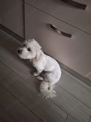 Vând cățelușă Bichon Havanez, femelă, în vârstă de 9 luni. Este jucăușă, prietenoasă,  - imagine 2