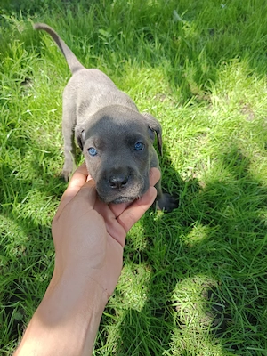 Pui Cane Corso disponibili  - imagine 2
