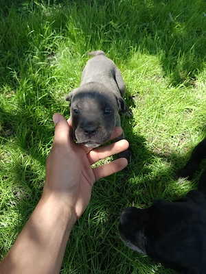 Pui Cane Corso disponibili  - imagine 3