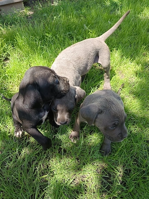 Pui Cane Corso disponibili  - imagine 4