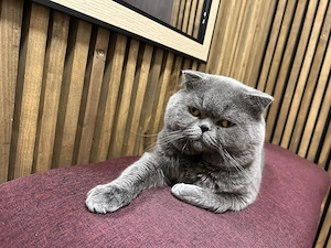 Scottish Fold
