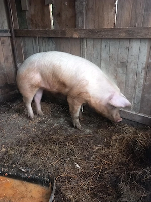 De vânzare porc 