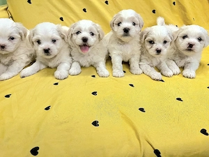Puisori Bichon Maltese  - imagine 2