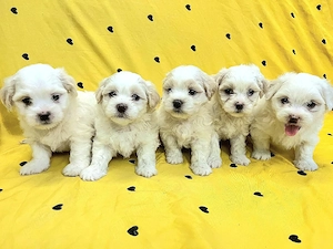 Puisori Bichon Maltese 