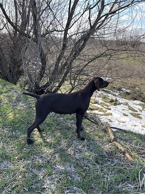    Femelă Brac German cu pedigree   3 ani (fiică Dennon)    - imagine 4