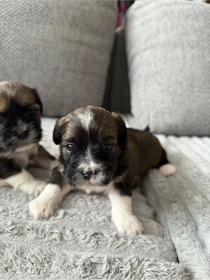 Pui de shih tzu  - imagine 3