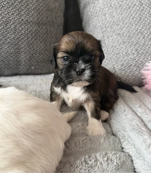 Pui de shih tzu  - imagine 2
