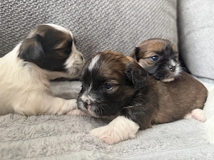 Pui de shih tzu 