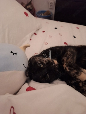donez pisica in adoptie