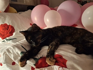 donez pisica in adoptie - imagine 2