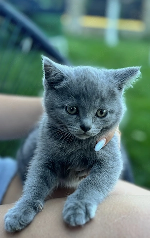 Pui British Shorthair  - imagine 2